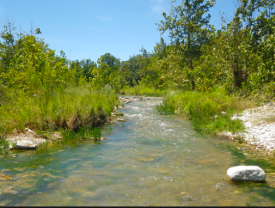 A typical riparian zone