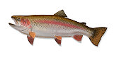 Steelhead trout