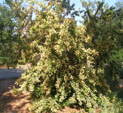 Holly-leafed cherry in bloom