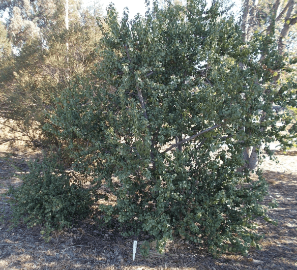 Mama tree and its baby!