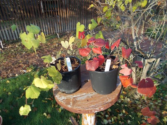 Native (L) & Roger's Red (R)