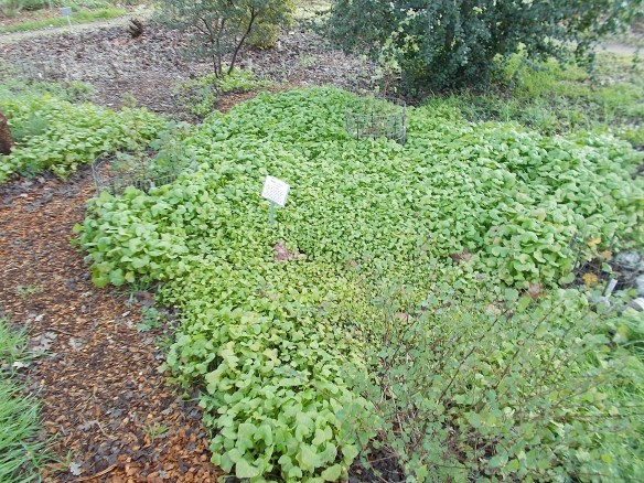 claytonia-patch-1-9-17