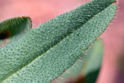 Leaf showing cystoliths
