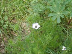 Bird's eye gilia (grassland, A)