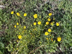 Goldfields (grassland, A)