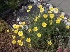 Tidy tips (grassland, B1 & A) 