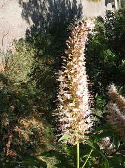 A buckeye panicle