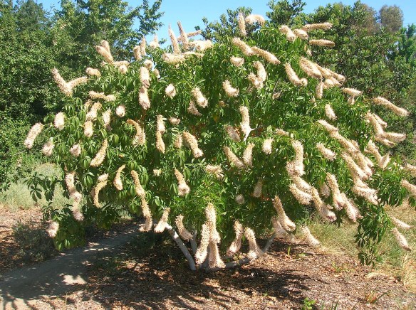 Aesculus, full bloom, 5-13-13