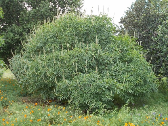 Buckeye with "candles" in April