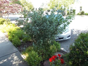 Ferruchi's matilija for Newsletter