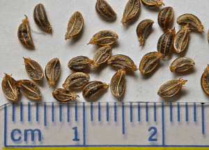 Yampah seeds (courtesy of Jean Pawek)