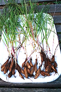 Freshly harvested yampah