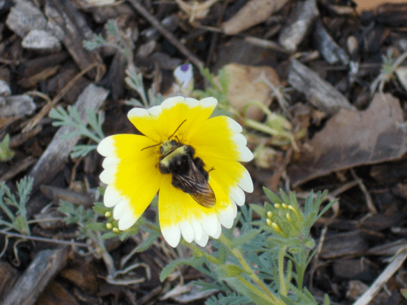 Bumblebee pollinating a tidytips wildflower.